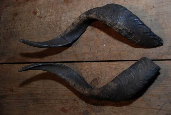 Pair of horns from a goat / antlers