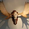 Canadian moose skull, antlers on a wooden panel