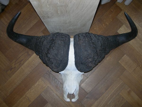 Grote schedel van een Kaapse buffel