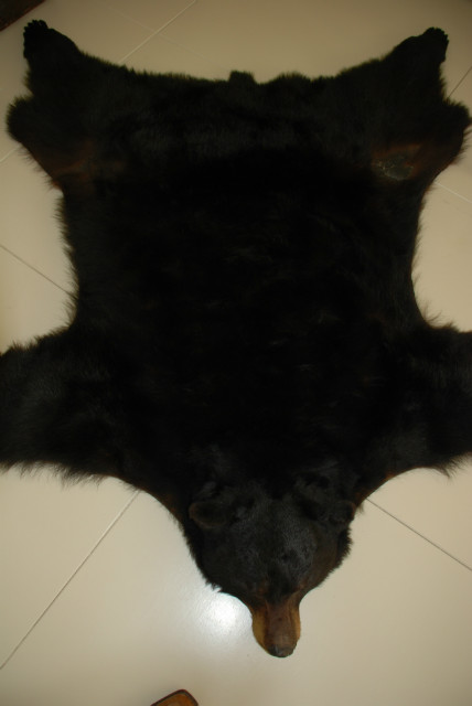 Moreel steeg Antagonisme Grote huid van een zwarte beer. Berenvel - BEAST Interiors