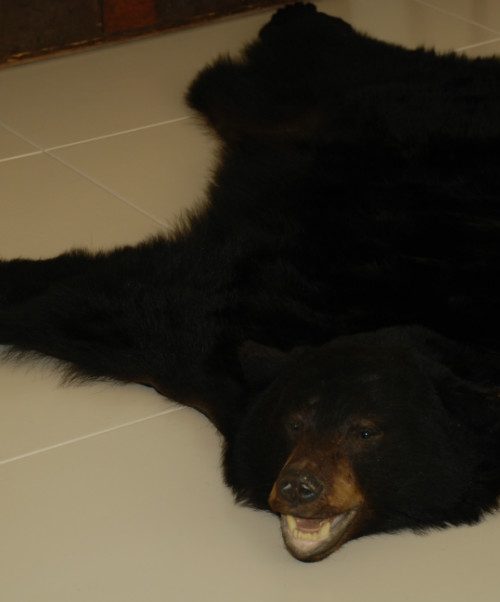 Big skin of a black bear. Bearskin.