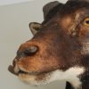 Nice stuffed head of a Corsican mouflon