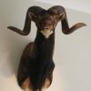 Nice mouflon trophyhead