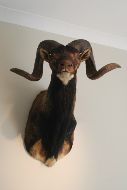 Nice stuffed head of a Corsican mouflon