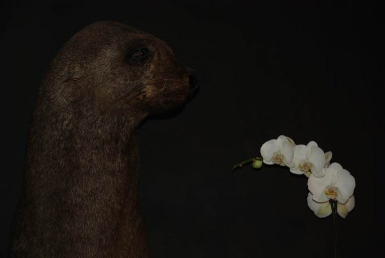 Old nice stuffed head of sealion