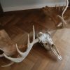 Enormous skull, horns of a kudu bull.