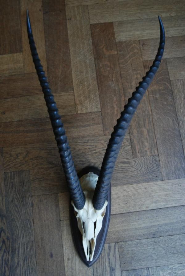 Old skull, horns of a grandgazelle on a hard wooden panel.