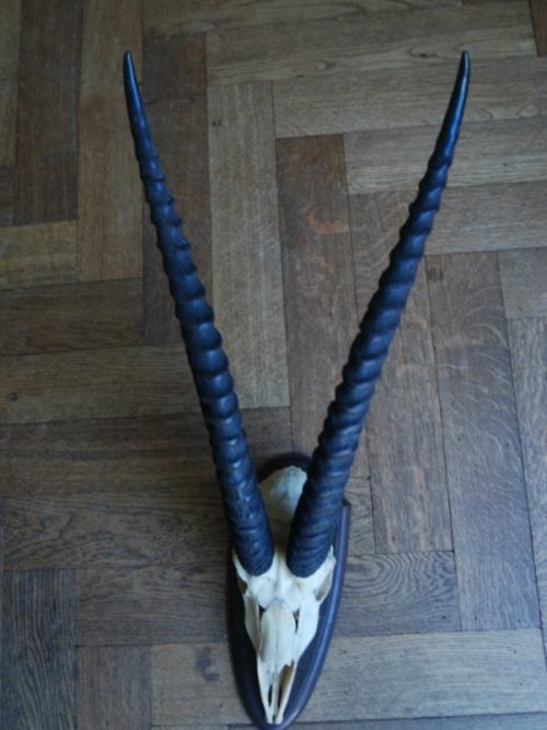 Old skull, horns of a grandgazelle on a hard wooden panel.