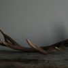 Antler of a red stag.