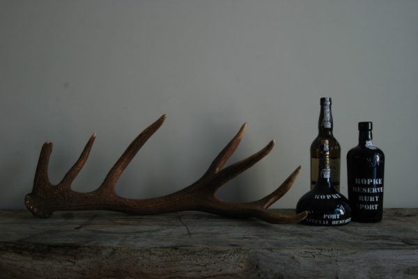Antler of a red stag.