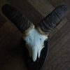 Skull, horns of a mouflon.