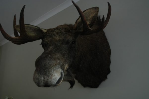 Nieuwe opgezette kop van een Scandinavische eland.