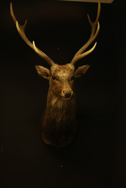 Trophy head of a sika deer with nice pair of antlers