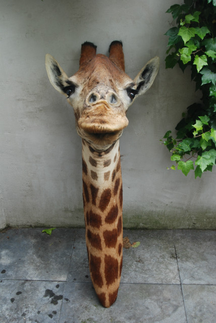 Stuffed head of a girafe (neck mount)
