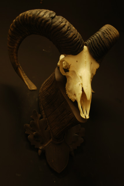 Mouflon schedel op een houten paneel.
