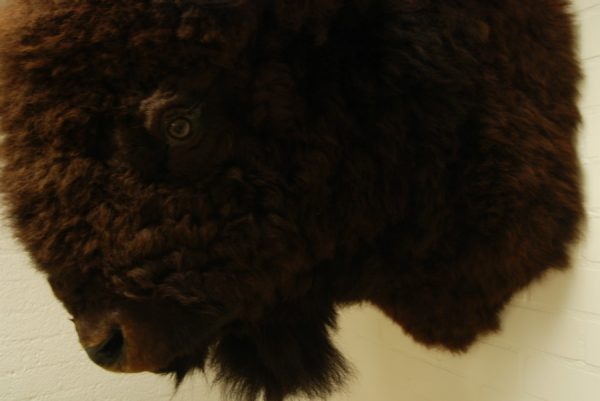 Enormous huntingtrophy / shouldermount of an American Bison. Excelent taxidermy.