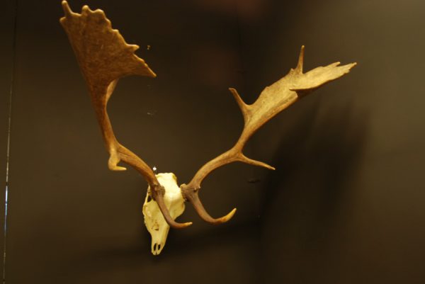 Nice skull, antlers of a fallow deer.