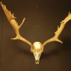 Skull with hughe antlers of a follow deer.