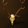 Antlers, skull of a fallow deer.