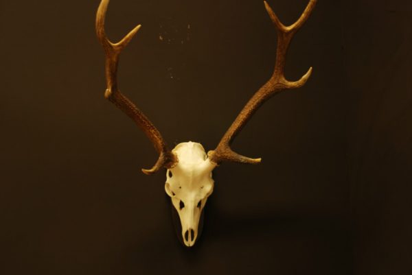 Antlers, skull of a sika deer.
