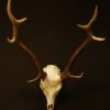 Nice heavy symmetric pair of antlers of a red stag. skull