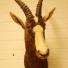 Vintage opgezette kop van een oryx. Het stuk is in prima staat.