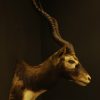 Old trophy head of an Indian antilope.