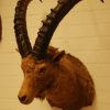 Old classic trophy head of an ibex.