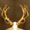 Nice heavy symmetric pair of antlers of a red stag. skull