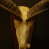 Enorme grote schedel, hoorns van een kudu.