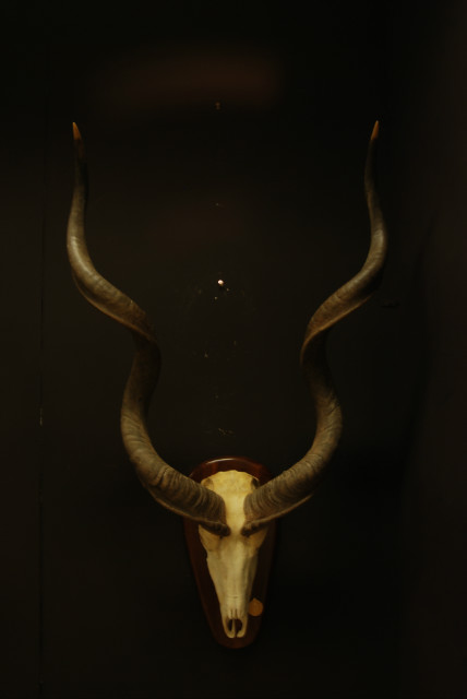 Enorme grote schedel, hoorns van een kudu.