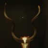 Very big skull, horns of a kudu bull.
