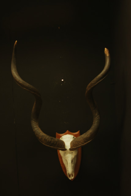Erg grote schedel van een kudu.