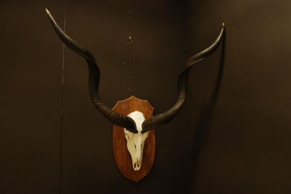 Schedel, hoorns van een kudu.