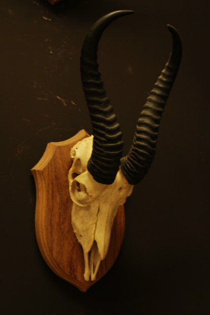 Complete skull of a springbok.