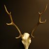 Skull, horns of a mouflon.