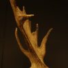 Very heavy pair of antlers of a fallow deer.