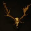 Very heavy pair of antlers of a fallow deer.