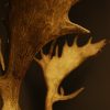 Very heavy pair of antlers of a fallow deer.