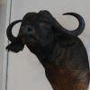 Enormous trophy head of a Cape buffalo.