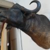 Enormous trophy head of a Cape buffalo.