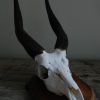 Oude schedel van een impala, Impalaschedel.