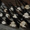 12 Skulls, antlers of chamois mounted on a wooden panel.