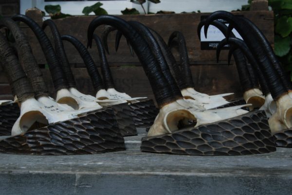 12 Skulls, antlers of chamois mounted on a wooden panel.