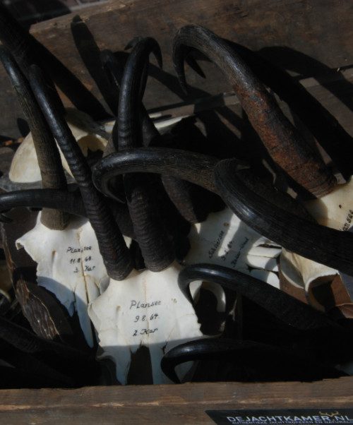 12 Skulls, antlers of chamois mounted on a wooden panel.