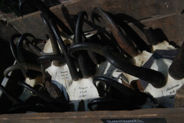 12 Skulls, antlers of chamois mounted on a wooden panel.