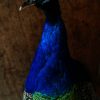 New stuffed peacock. Very nice taxidermy.