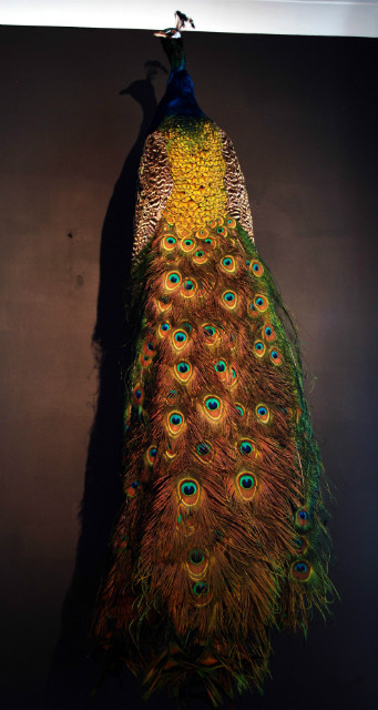 New stuffed peacock. Very nice taxidermy.