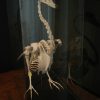 Enorm skelet van een zwaan in een glazen kast.