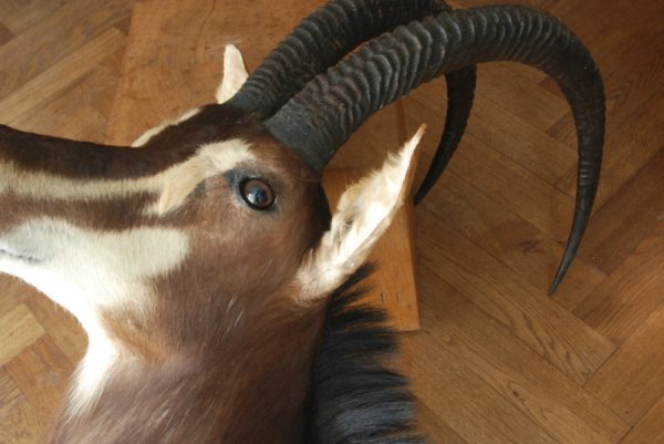 Indrukwekkende kop van een sabelantilope.